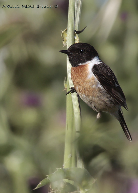 Saxicola rubicola